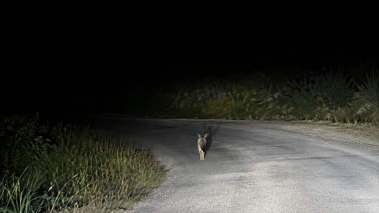 Gece karanlığında, far ışıklarıyla aydınlanan yolda tek başına duran bir kedi görülüyor.