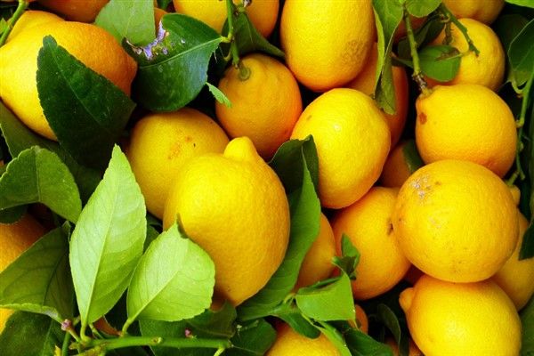 Limon ihracatına geçici durdurma kararı alındı - Birlik Haber Ajansı