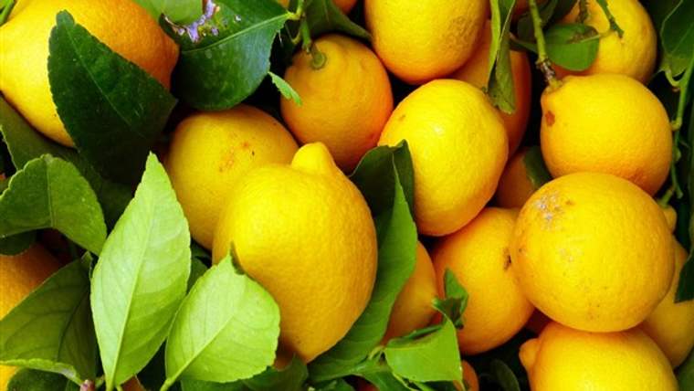 Limon ihracatına geçici durdurma kararı alındı - Birlik Haber Ajansı