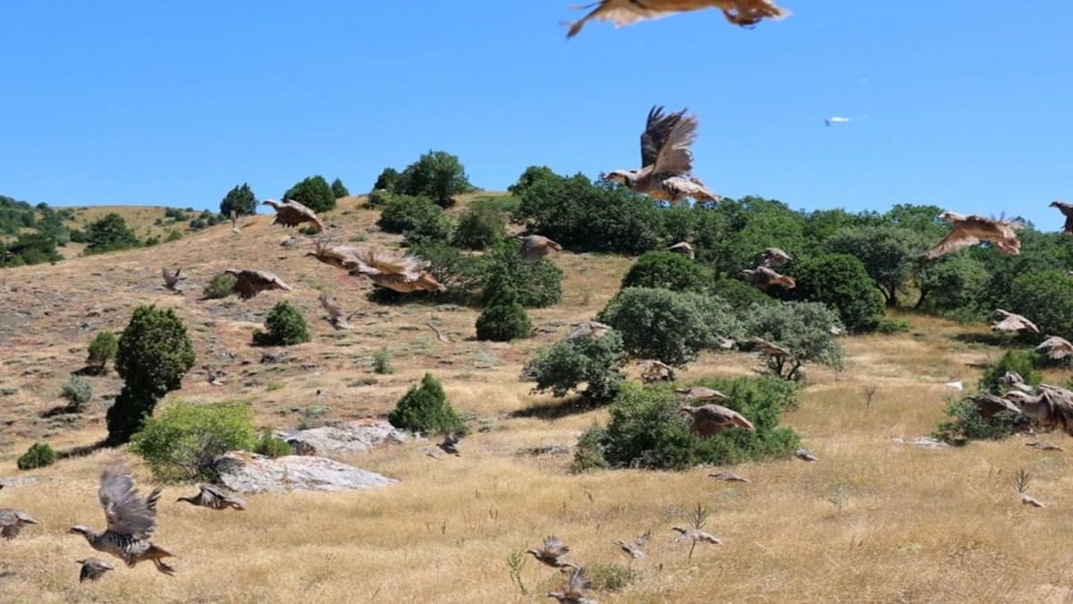 Sivas’ta 500 Keklik Doğaya Bırakıldı