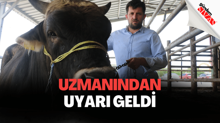 Bir adam, bağlı bir sığırın önünde duruyor. Adamın elinde sığırın ipi var.