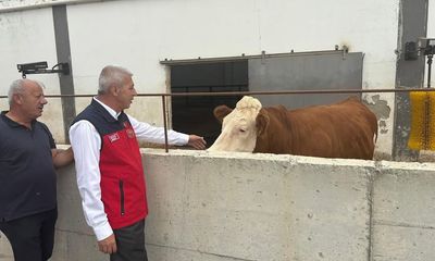 Sivas İl Tarım Orman Müdürlüğü, Altınyayla'da Büyükbaş Hayvan Yetiştiriciliğini İnceledi