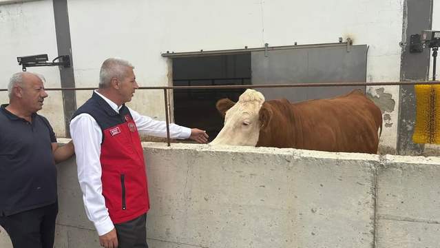Sivas İl Tarım Orman Müdürlüğü, Altınyayla'da Büyükbaş Hayvan Yetiştiriciliğini İnceledi