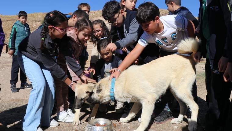 Öğrenciler, iki Kangal köpeğini okşayarak besliyorlar.