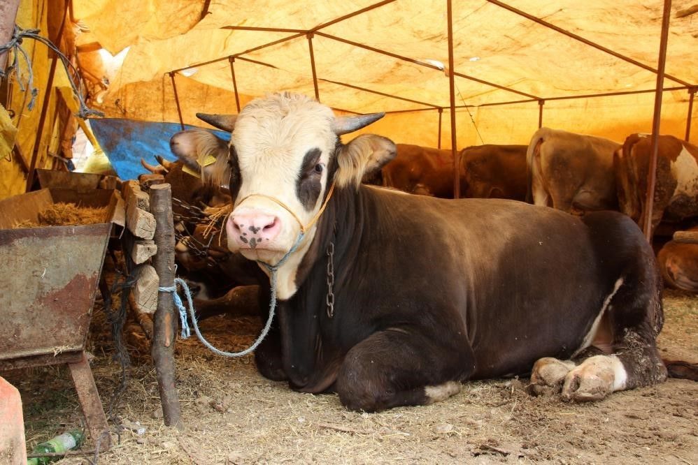 Sivas'ta Şap Hastalığı Alarmı: 17 Köy Karantinada!