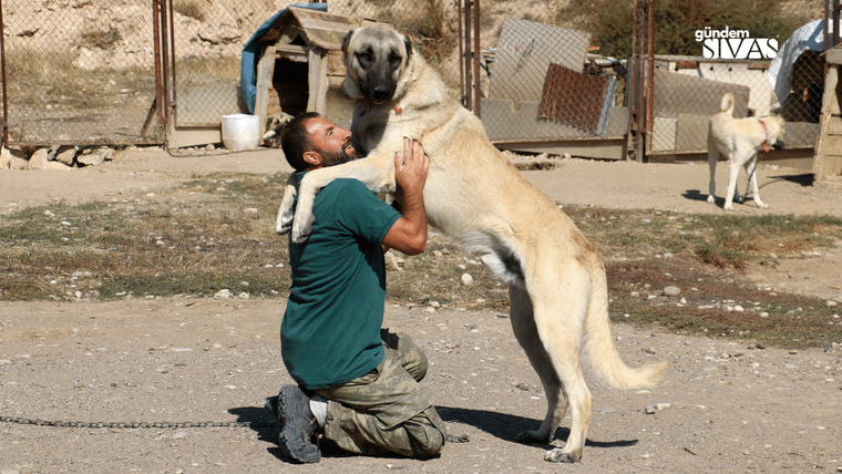 Çitlerle çevrili alanda diz çöken bir adam, ön ayaklarını kaldırmış büyük bir köpeği tutuyor; arkada başka köpek var.