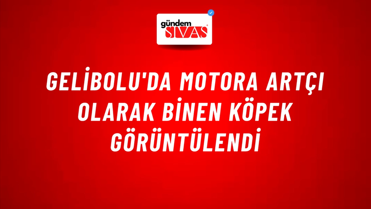 Gelibolu'da Motora Artçı Olarak Binen Köpek Görüntülendi