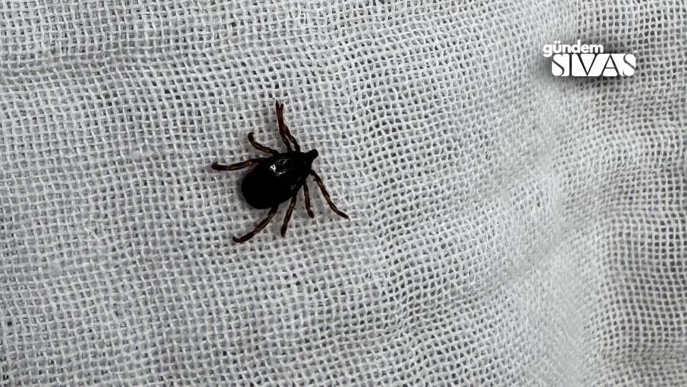 Kurban Bayramı Öncesi Kenelere Dikkat