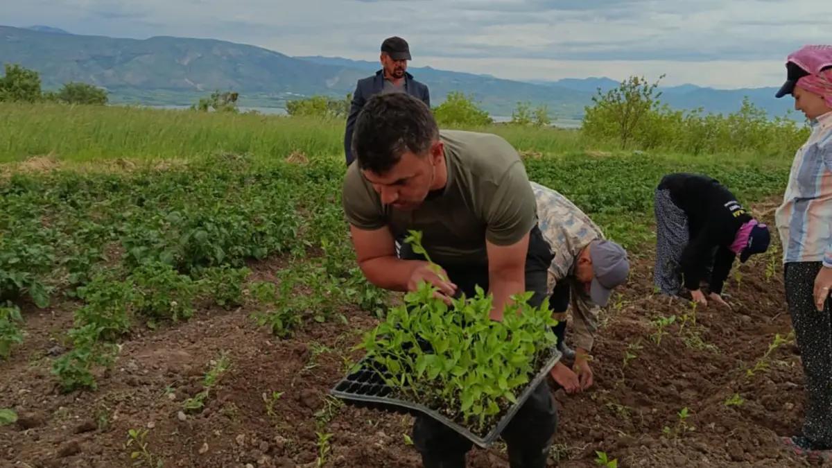 Sivas’ta Maraş Biberi Hamlesi: 7 Bin 728 Fide Toprakla Buluştu