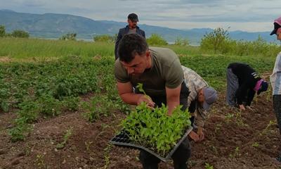 Sivas’ta Maraş Biberi Hamlesi: 7 Bin 728 Fide Toprakla Buluştu