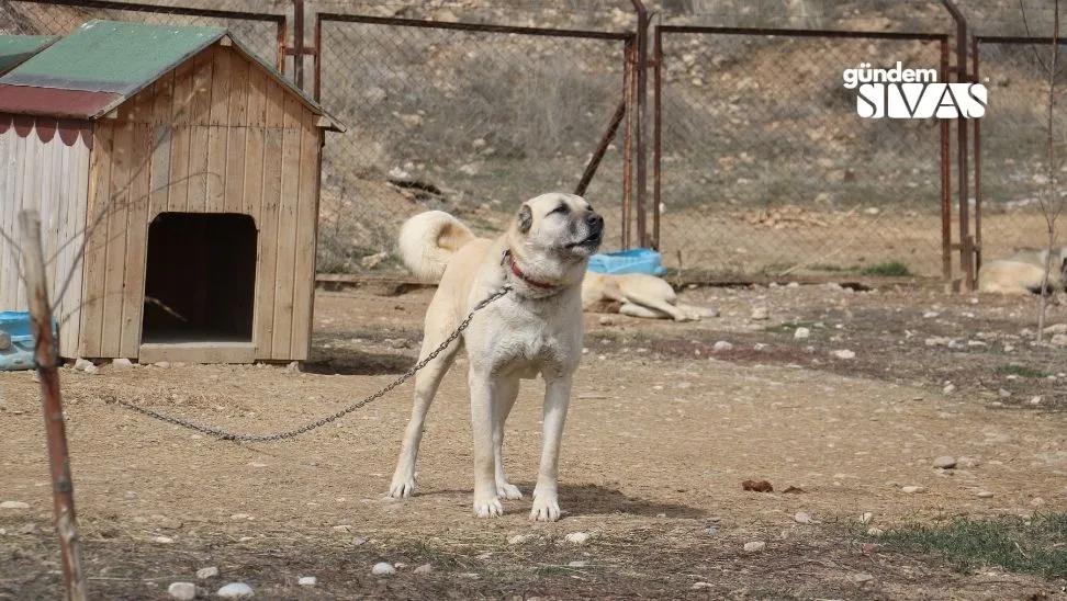 Sokak Köpekleri Kurt Özelliği Taşıyor!