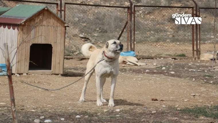 Çitlerle çevrili toprak alanda, zincirle bağlı beyaz bir köpek kulübenin önünde duruyor.