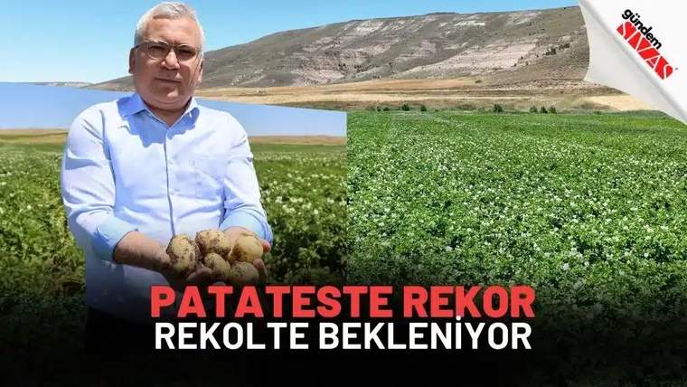 Patatesleri tutan bir kişi, arka planda geniş bir patates tarlası görünmekte.