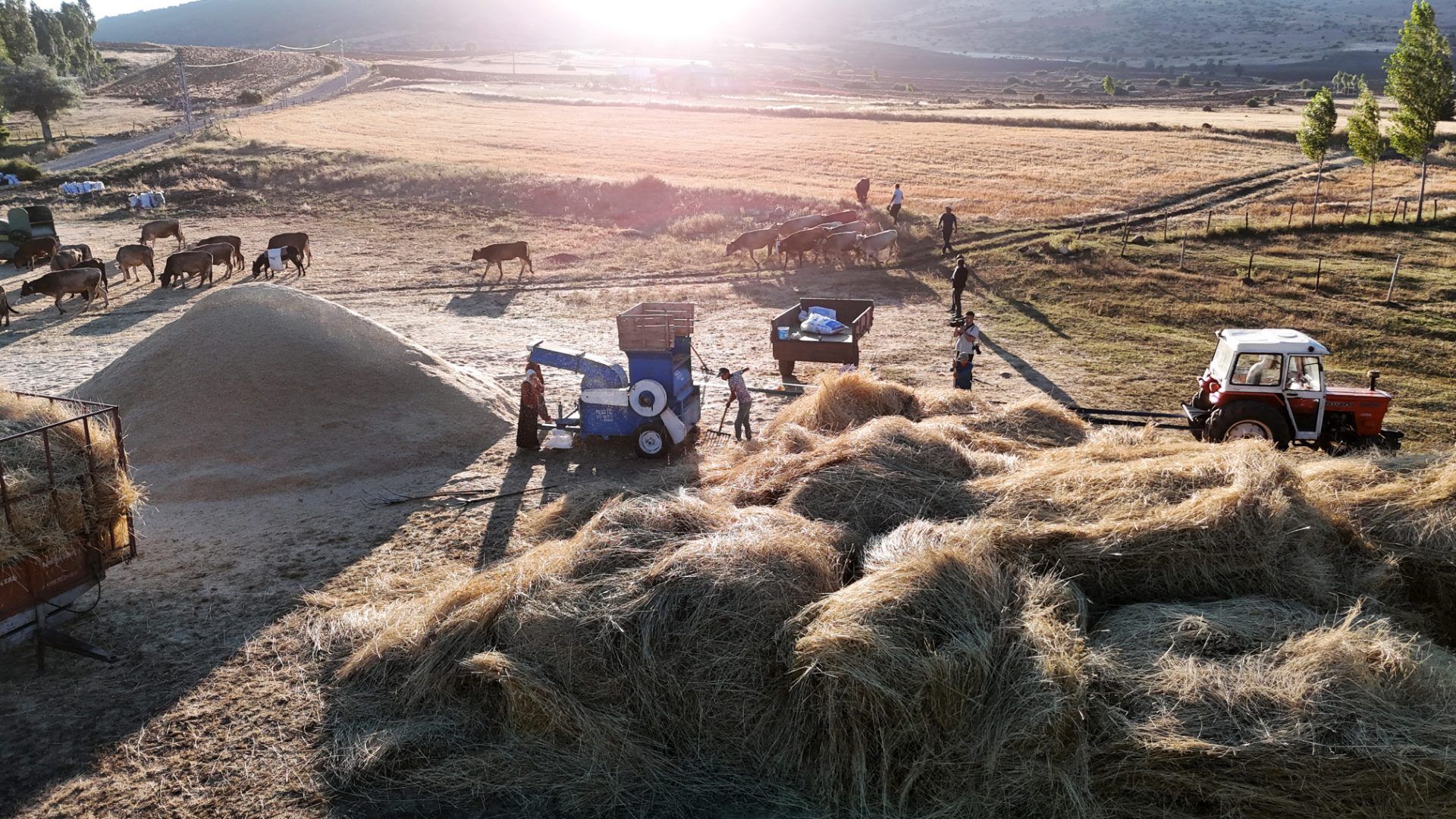 32 derece sıcakta ekmek ve yem için saatlerce çalışıyorlar!
