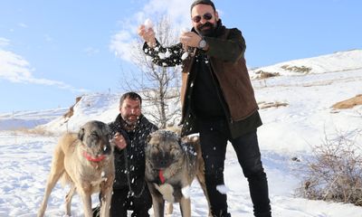 Kar Yağdı, Kangallar Canlandı: Sivas’ın Efsane Irkı Soğuk Havada Adeta Yeniden Doğdu