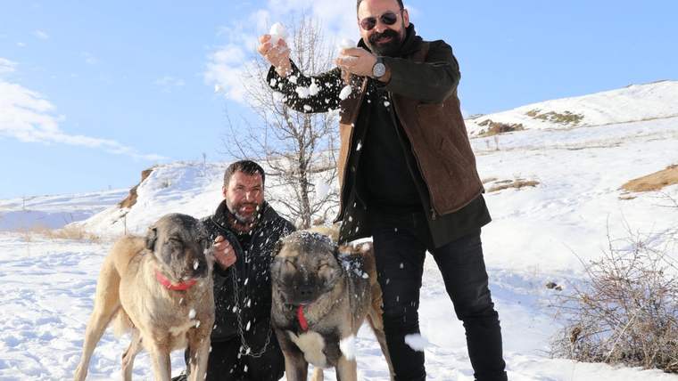 Karla kaplı alanda, iki kişi ve iki Kangal köpeği karla oynuyor.