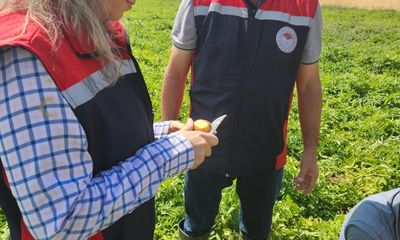 Sivas'ta Sertifikalı Tohumluk Patates Üretimi Hız Kazandı