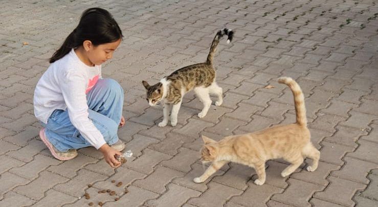 Bir çocuk, yere mama koyarak iki kediye yardım ediyor.