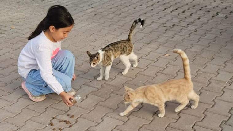 Bir çocuk, yere mama koyarak iki kediye yardım ediyor.
