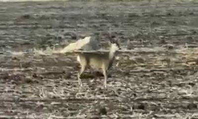 Sivas Bozkırında Nadir Görüntü: Karaca Şaşkınlığı!