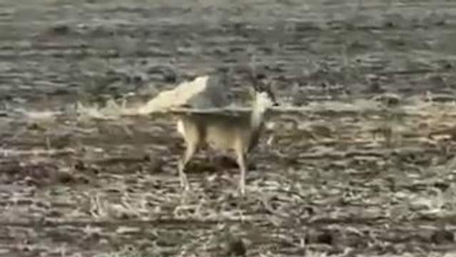 Sivas Bozkırında Nadir Görüntü: Karaca Şaşkınlığı!