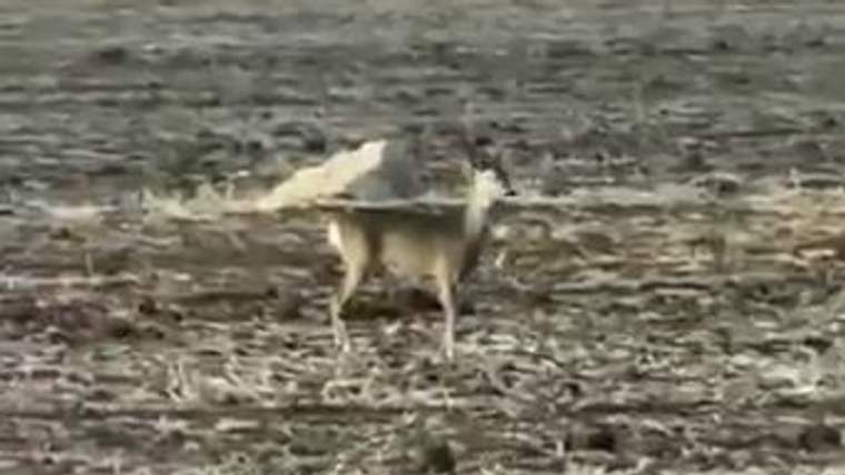 Kuru otlarla kaplı açık arazide, başını yana çevirmiş bir karaca ayakta duruyor.