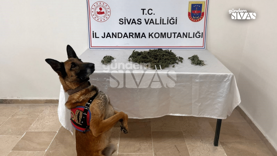 Kahverengi bir köpek, masadaki yeşil bitki parçalarının önünde duruyor; arkada jandarma tabelası görülüyor.