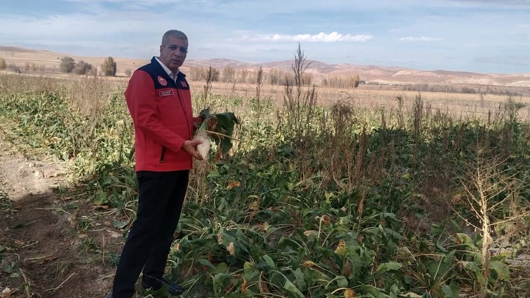 Sivas'ta Şeker Pancarı Hasadı Başladı: 1 Milyon Tonluk Rekor Beklentisi