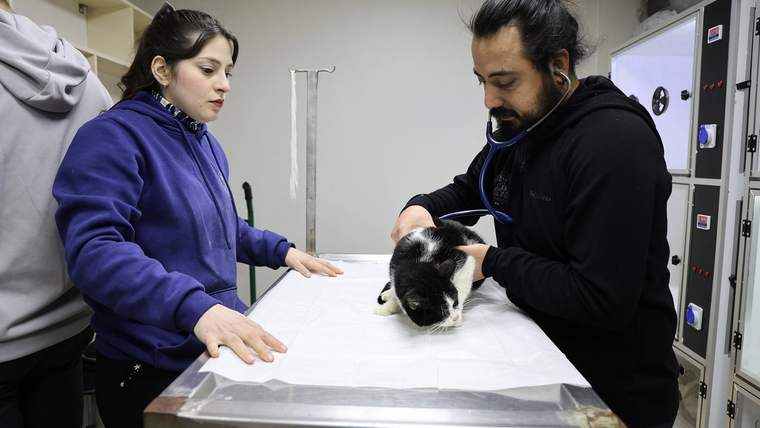 Bir veteriner, masanın üzerinde yatan bir kediyi muayene ediyor; yanında bir kadın gözlemliyor.