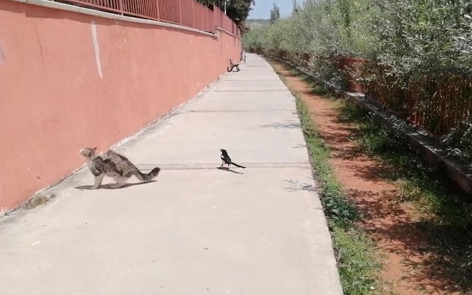 Sivas’ta Karga ile Kedi Arasında Komedi Dolu Anlar!
