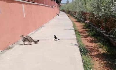 Sivas’ta Karga ile Kedi Arasında Komedi Dolu Anlar!