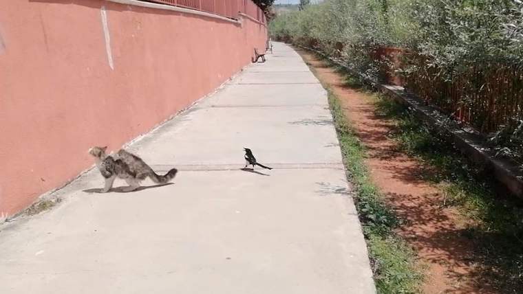 Sivas’ta Karga ile Kedi Arasında Komedi Dolu Anlar!