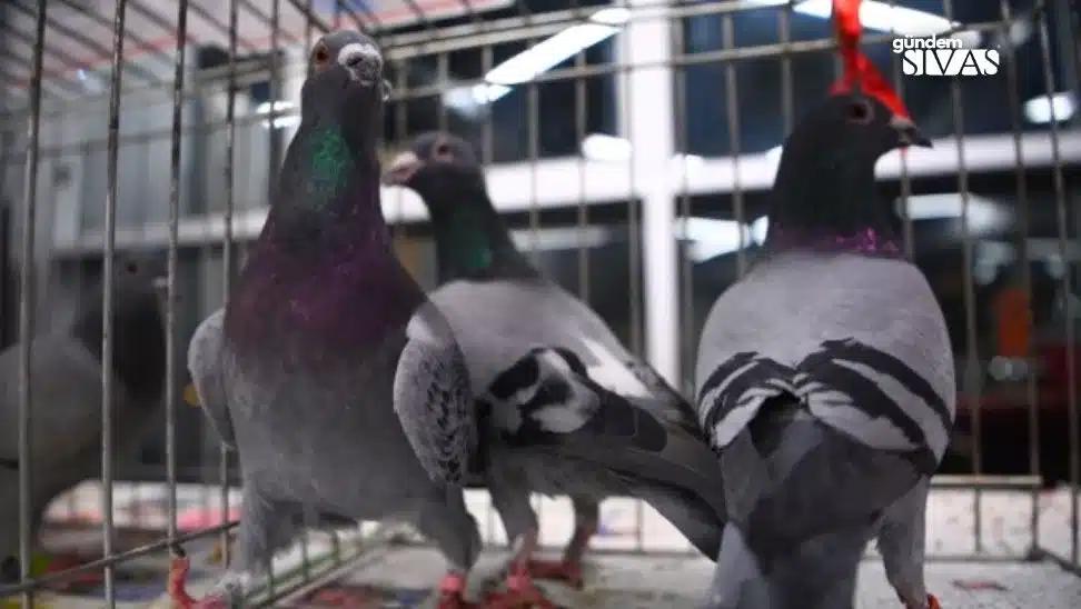 350 Güvercin, Sivas'tan Edirne'ye Uçtu