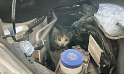 Sivas’ta Araç Motoruna Sıkışan Yavru Kedi İtfaiye Ekibi Tarafından Kurtarıldı