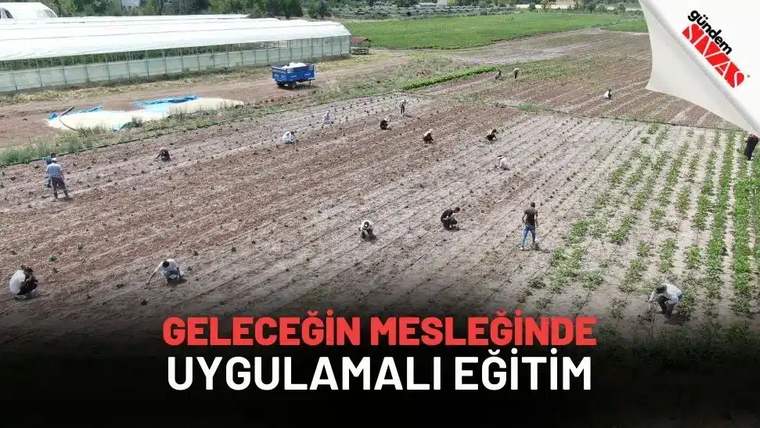 Sıralar halinde ekilmiş tarlada çok sayıda kişi çalışıyor; arka planda sera ve mavi bir araç görülüyor.