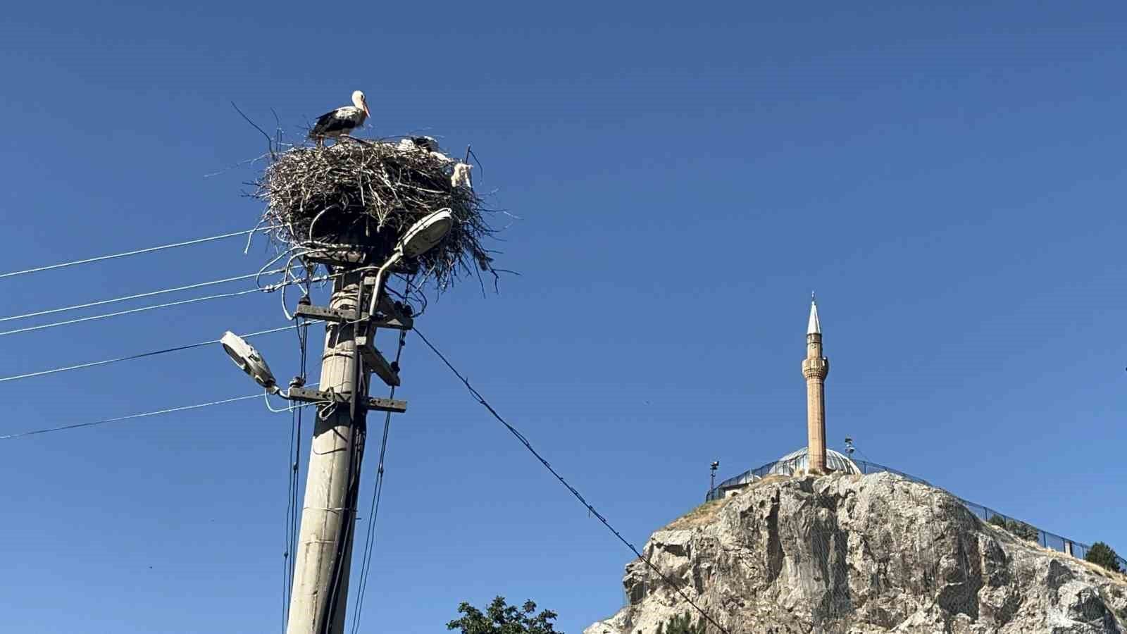 Her yıl dönen leylekler Sivas mahallesinde nasıl bir döngü kurdu