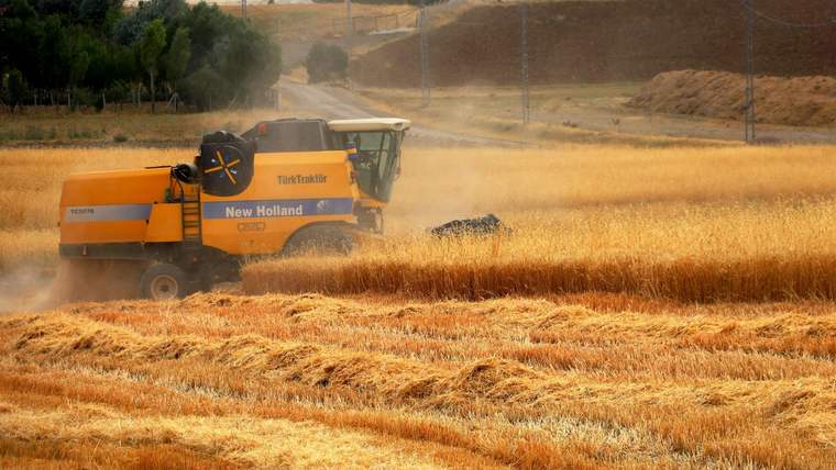 Sarı buğday tarlasında çalışan bir biçerdöver, arka planda ağaçlar ve toprak alanlar görünmekte.