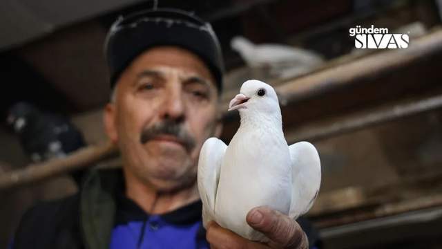 Sivaslı Kumru Tutkunu: 40 Yıldır İlgileniyor