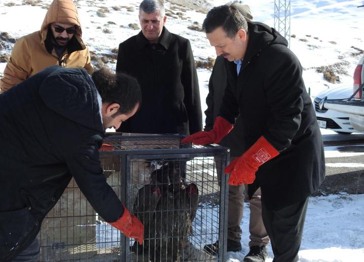 Kars'ta tedavi edilen kara akbaba doğaya salındı - Birlik Haber Ajansı