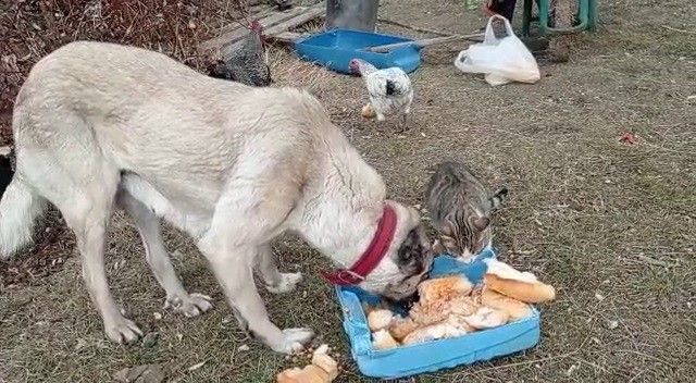Bir köpek ve bir kedi, mavi bir kapta yiyecek paylaşırken, arka planda tavuklar görünmekte.