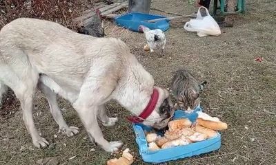 Kedi ve Köpek Kavgaları Azalıyor mu? Uzmanlar Cevapladı