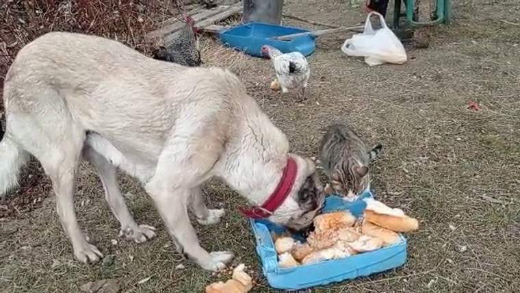 Bir köpek ve bir kedi, mavi bir kapta yiyecek paylaşırken, arka planda tavuklar görünmekte.