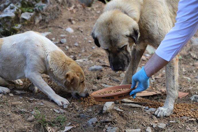 Belediyelere her sahipsiz köpek için 71 bin lira ceza uygulanacak - Birlik Haber Ajansı
