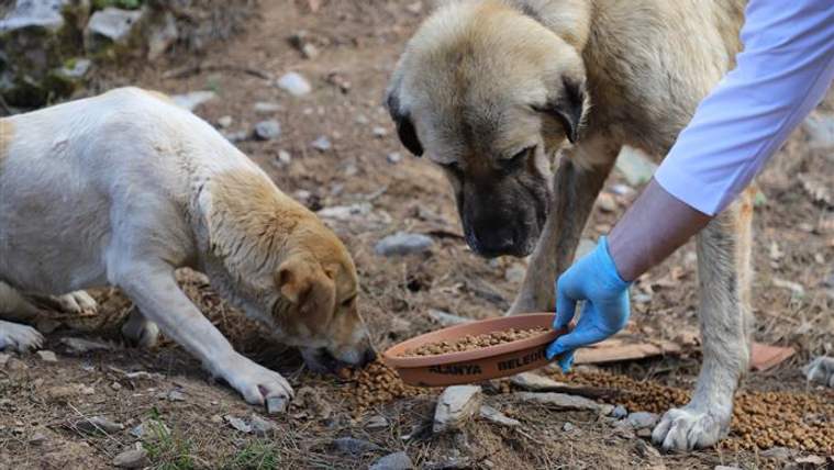 Eldivenli bir kişi, kayalık zeminde iki köpeğin önüne mama dolu bir kap bırakıyor.