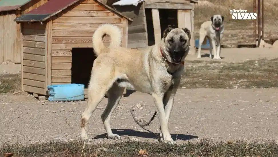 Kangal Köpeği Hakkında Bilinmeyenler