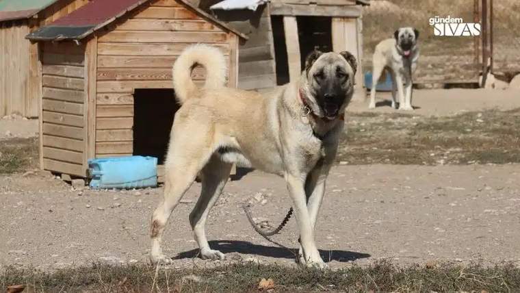 Kangal köpeği, bir bahçede duruyor; arka planda başka bir Kangal köpeği görünüyor.
