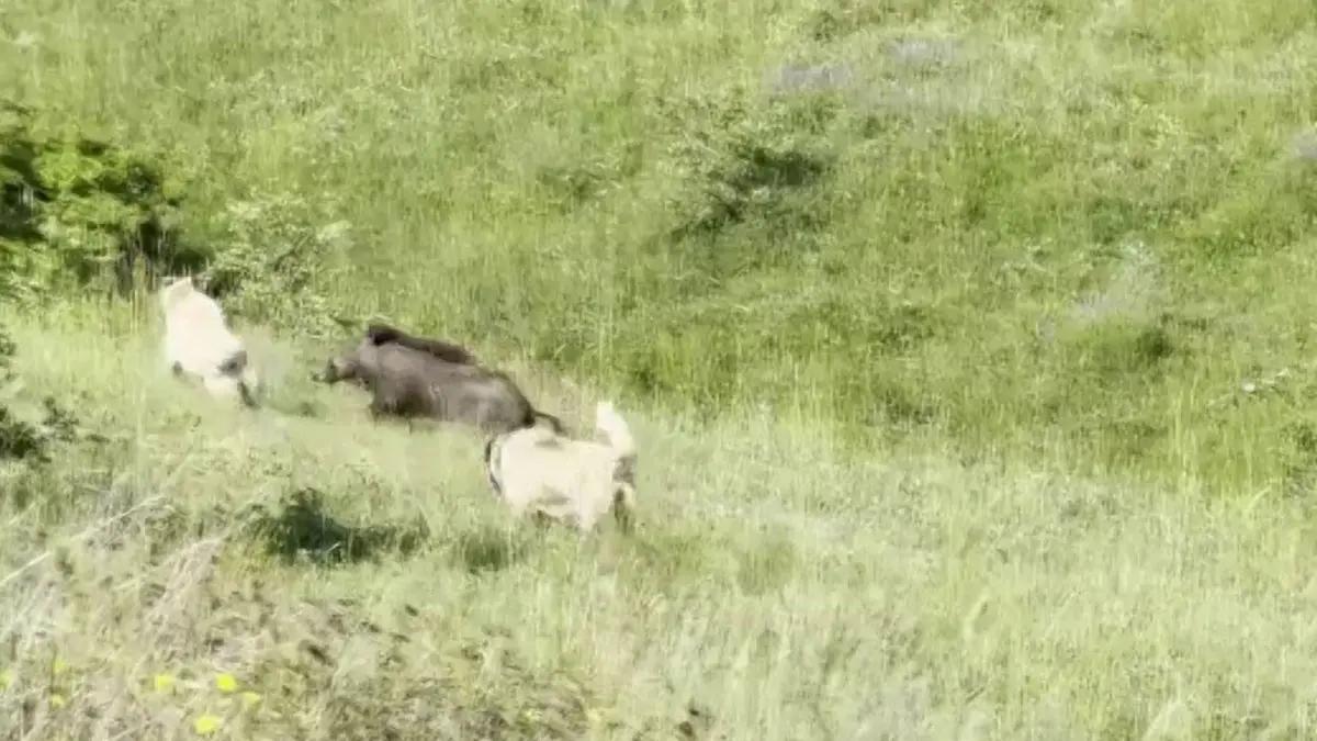 Kangal Köpeklerinden Domuz Sürüsüne Akıl Dolu Müdahale!