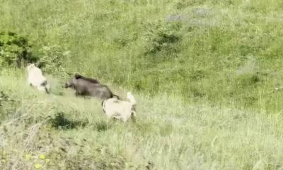 Kangal Köpeklerinden Domuz Sürüsüne Akıl Dolu Müdahale!