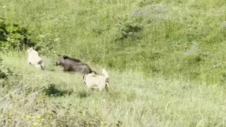 İki Kangal köpeği, bir domuz sürüsünü takip ediyor, yeşil bir alanda hareket ediyorlar.