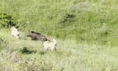 Kangal Köpeklerinden Domuz Sürüsüne Akıl Dolu Müdahale!